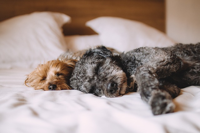 Sommeil et sophrologie : comment bien dormir quand on est à deux ?